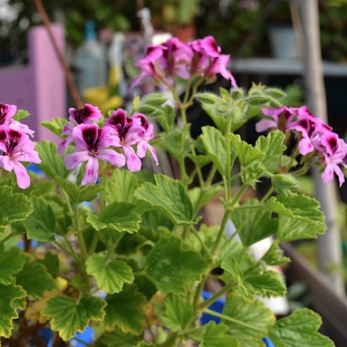 geranium scented orange fizz friends school plant sale geranium scented orange fizz friends school plant sale