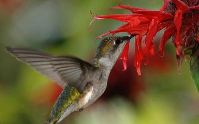 Female ruby-throated hummingbird feeding on red monarda