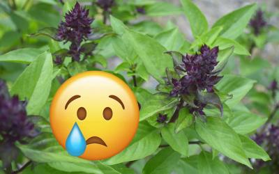Thai basil with a crying emoji over it