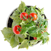 Red cherry tomato in a round pot, green leaves