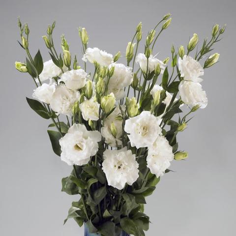 Lisianthus Super Magic White, bouquet of white rose-like flowers