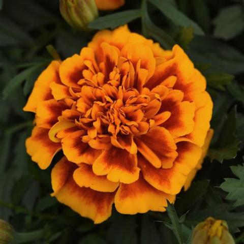 Marigold Bonanza Flame, double orange flower