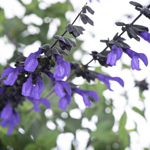 Salvia Bodacious Rhythm and Blues, blue-purple flowers and black stems, bracts