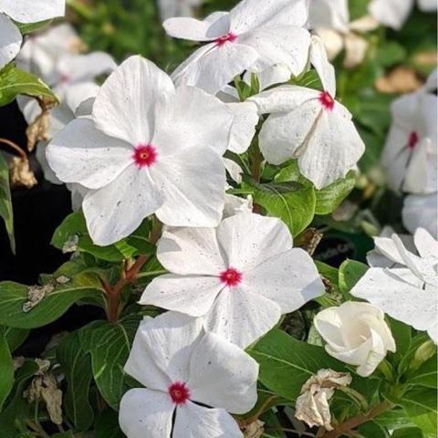 Catharanthus Polka Dot, flat-faced flowers, white with a red dot at center