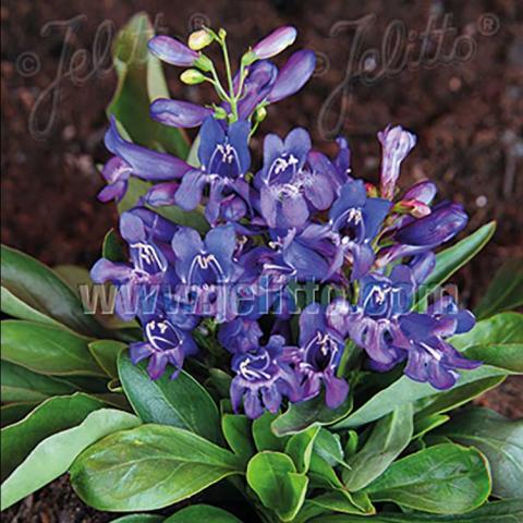 Penstemon barbatus Pinacolada Blue Shades, blue-purple snapdragon-like flowers