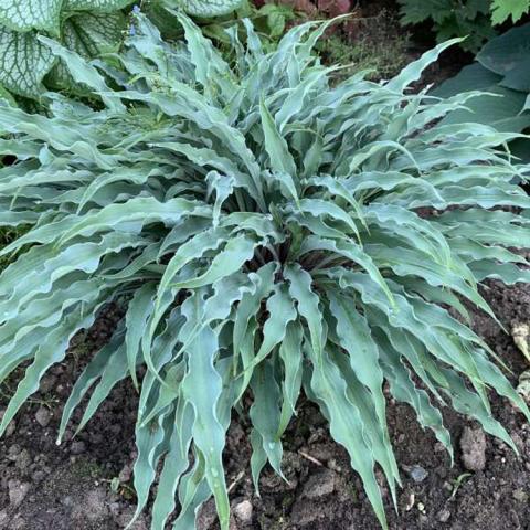 Hosta Silly String, spring leaves blue green, narrow and wiggly, pointed