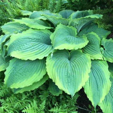 Hosta Spartacus, large green leaves with yellow-green edges
