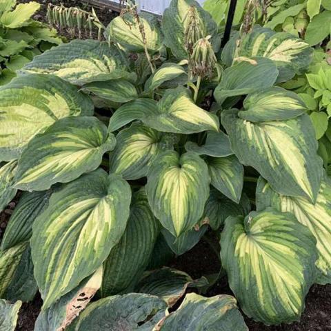Hosta When I Dream, green leaves with white feathered centers
