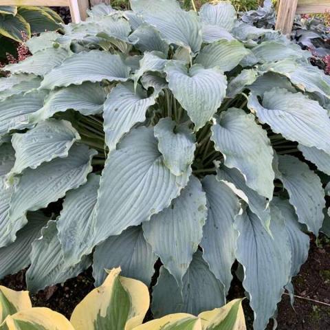 Hosta Wind Beneath My Wings, huge mound of dusty blue leaves with pointed tips