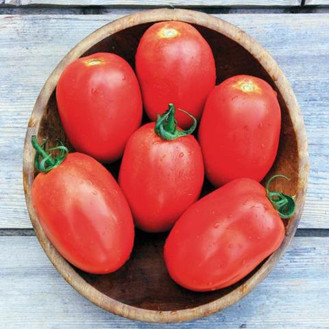 Granadero Paste tomato, oblong red tomatoes