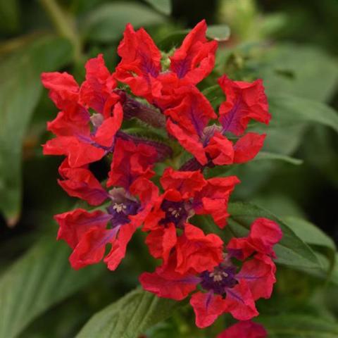 Cuphea Sweet Talk Red, bright red butterfly-like flowers