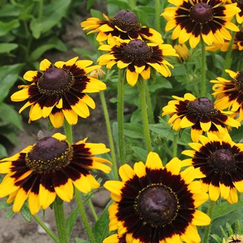Rudbeckia Solar Eclipse, black-eyed susan with wide dark ring around the dark center, almost no yellow except at edge of petals