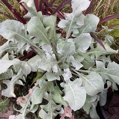 Centaurea Mercury, large irregularly shaped silver leaves springing from a central point