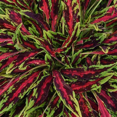 Coleus MicroBlaze Spitfire, jagged pointed leaves in magenta and lime green