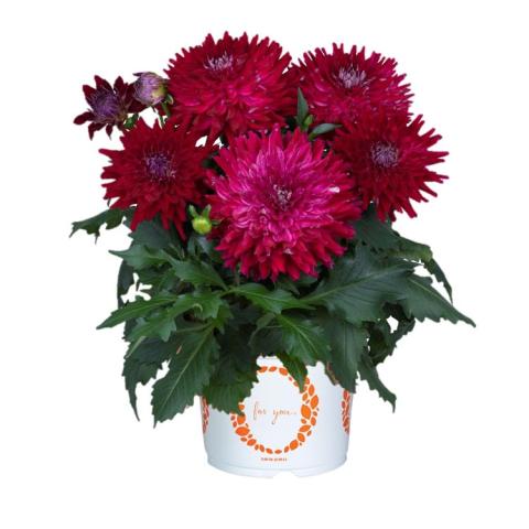 Dahlia Megaboom Raspberry Ice, double all red-purple flowers in a container