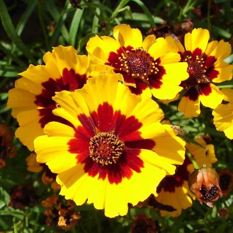 Coreopsis tinctoria, yellow daisies with dark centers surrounded by brown on the petals