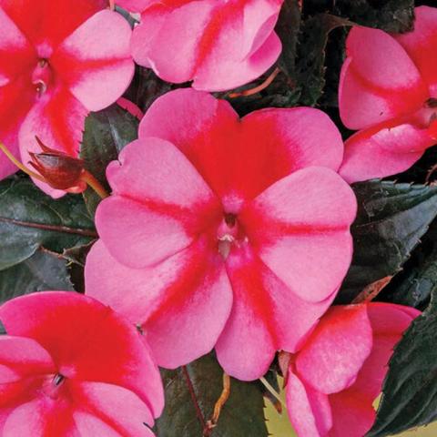 Impatiens Sunpatiens Red Candy, pink to dark pink bicolor flowers
