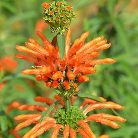 Leonotis leonurus, flowers are like stacked rings of orange tubes around and upright stem