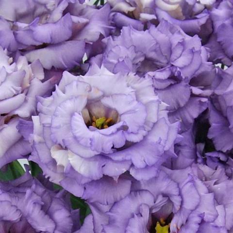 Lisianthus Celeb 2 Metallic Blue, double lavender-blue flowers