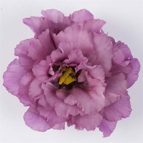 Lisianthus Celeb 2 Wine, double dark lavender flower