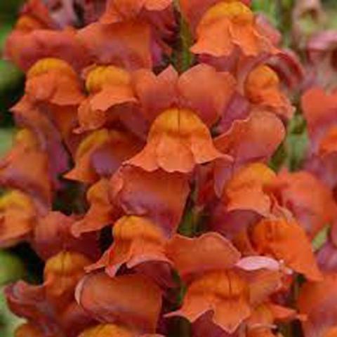 Antirrhinum Maryland Dark Orange, orange ruffled flowers
