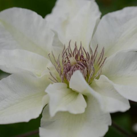 Clematis Boulevard Kitty, white single with wide flat petals and purple anthers at center