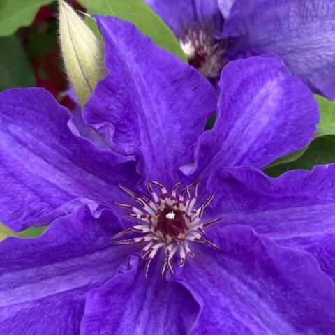 Clematis Lindsay, blue-purple single with a gold center