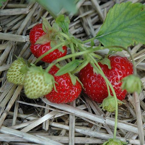 Fragaria Ogalalla, red strawberries growing among straw