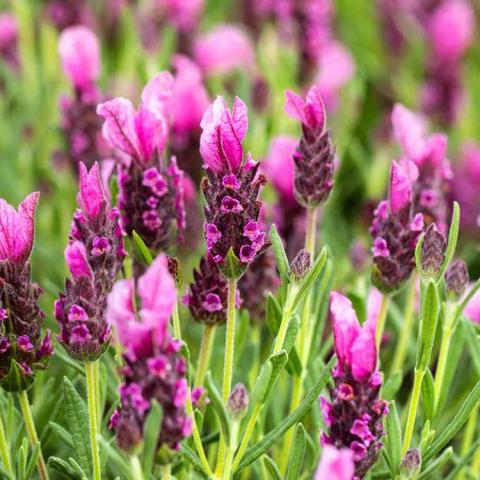 Lavandula La Diva Papillon Deep Rose, pink-lavender eared flowers