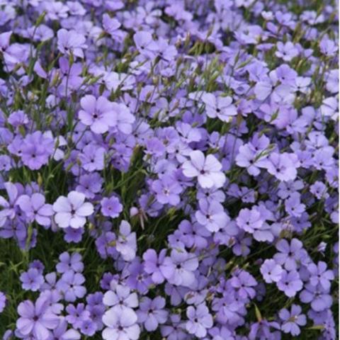 Silent Blue Angel, lavender-blue flat-faced flowers