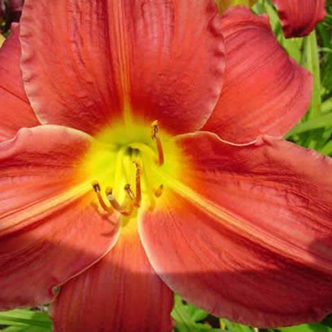 Hemerocallis Fabulous Favorite, warm red flower with a green throat