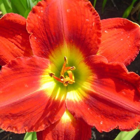 Hemerocallis Passion for Red, strong red flower with a green throat