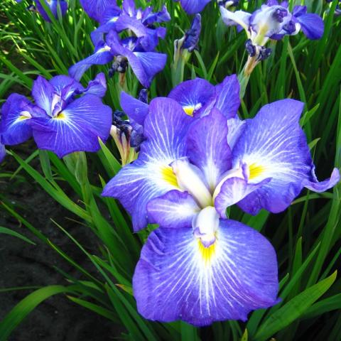 Iris Pleasant Journey, purple with white and yellow at the center