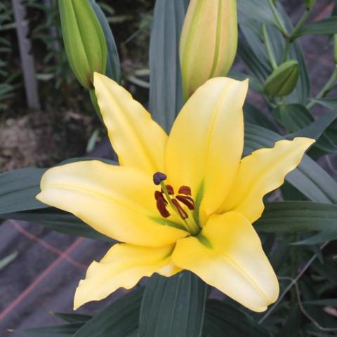 Lilium Yellow Strike, light yellow lily
