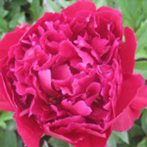 Paeonia Adolphe Rousseau, double red-pink flower