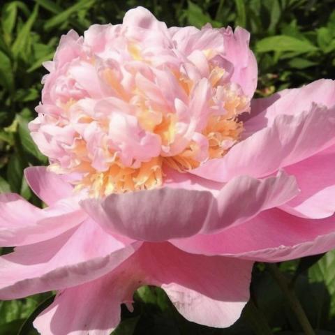 Paeonia Pink Lemonade, frowsy pink to light pink double flower