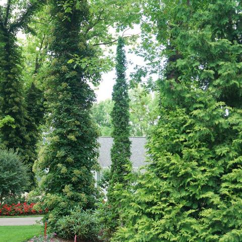 Thuja Sting, incredibly narrow evergreen (shown between two other upright evergreens)