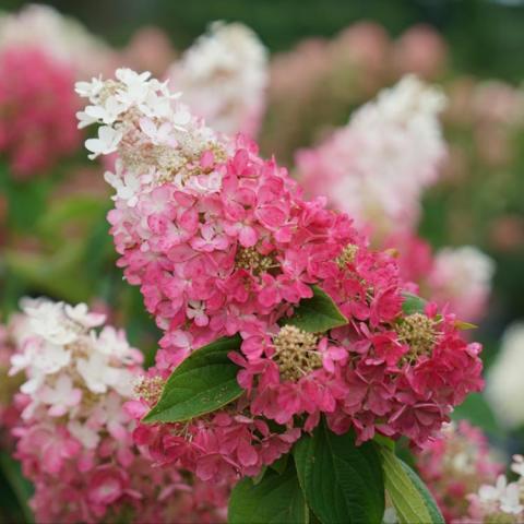 Hydrangea Pinky Winky Prime, mid bloom, white conical tips, dark pink at base