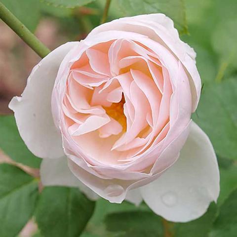 Rosa Flavorette Pear'd, cupped quartered double light pint flower