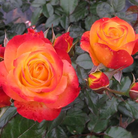Rosa Oso Easy en Fuego, orange to gold at the center like a sunset
