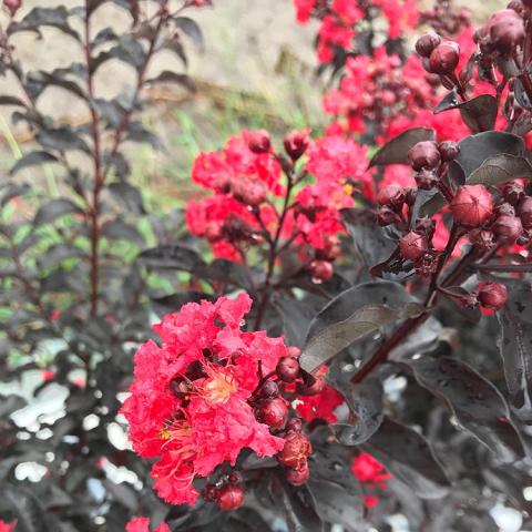Lagerstroemia indica Centerstage Red, red flowers and very dark leaves