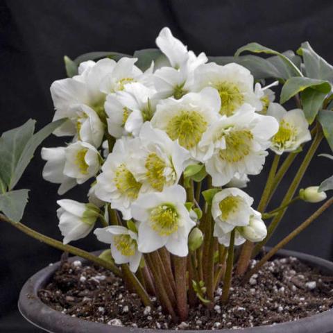 Helleborus Snowbells, double out-facing flowers with yellow centers