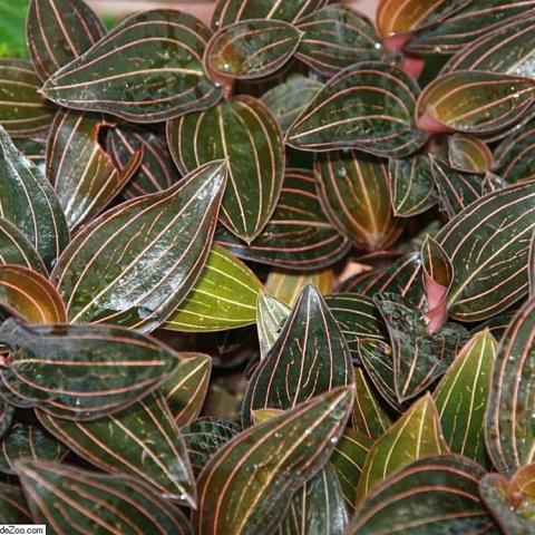Ludisia discolor, dark green leaves with green striations