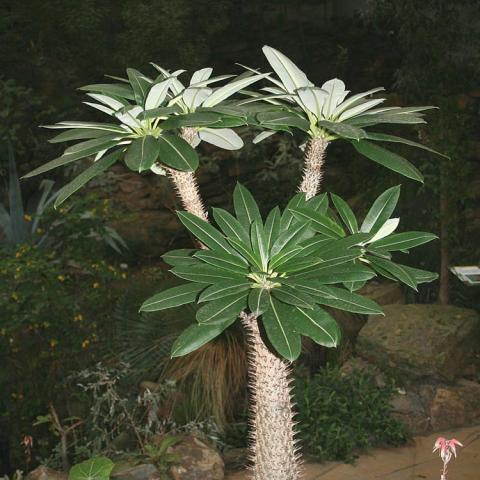Pachypodium lamerei, flat-topped leaf clusters on three branches