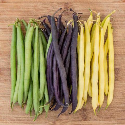 Phaseolus Mardi Gras Bean Blend, green, purple and yellow wax beans in rows