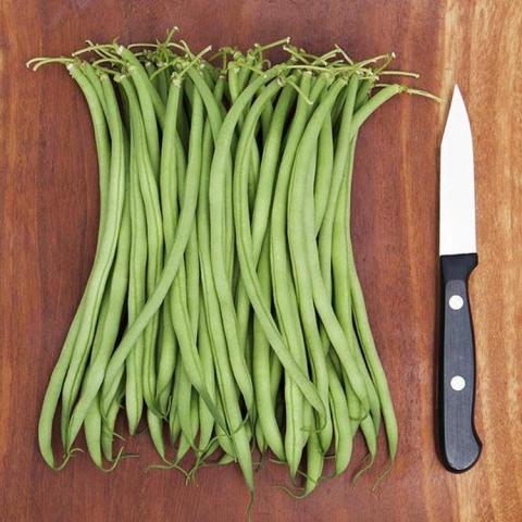 Phaseolus Maxibel Haricot Vert, narrow green beans