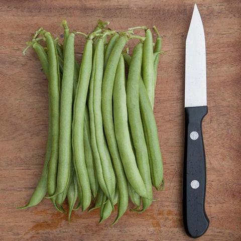Phaseolus Provider, classic green beans
