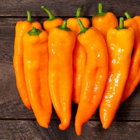 Capsicum Oranos, long bright orange peppers