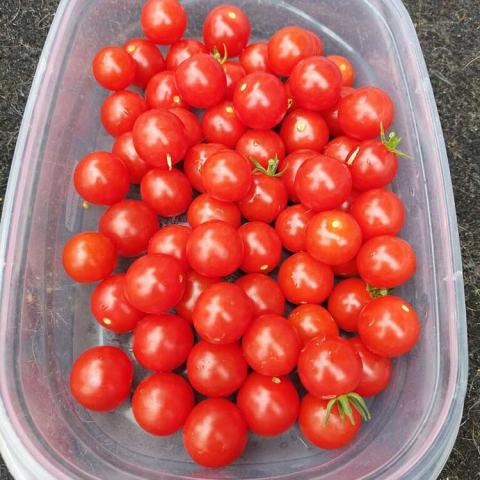 Tomato Tidy Treats, many red cherry tomatoes in bin