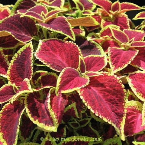 Coleus Wizard Scarlet, red leaves with narrow yellow-green edges, toothed